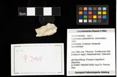 Foto (Objekt + Etiketten) von Cyphonotus oxythyreiformis (Gemmellaro, 1869) 